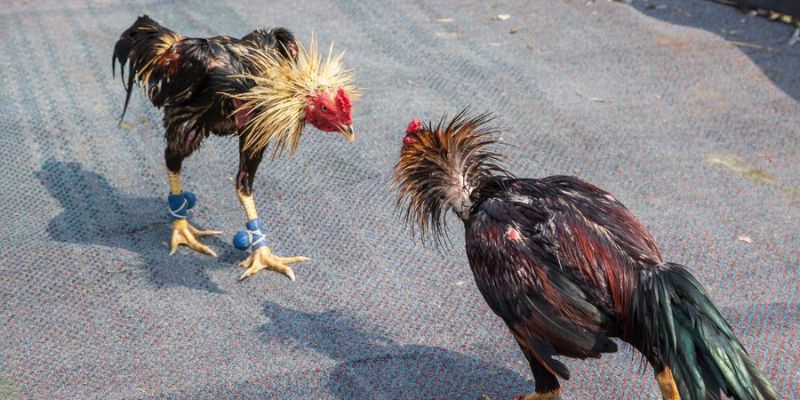 Trực tiếp đá gà c1 Thomo